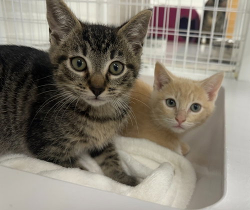 Butterscotch, an adoptable Domestic Short Hair in St Helens, OR