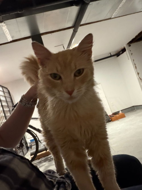 Joseph, an adoptable Domestic Medium Hair in St Helens, OR