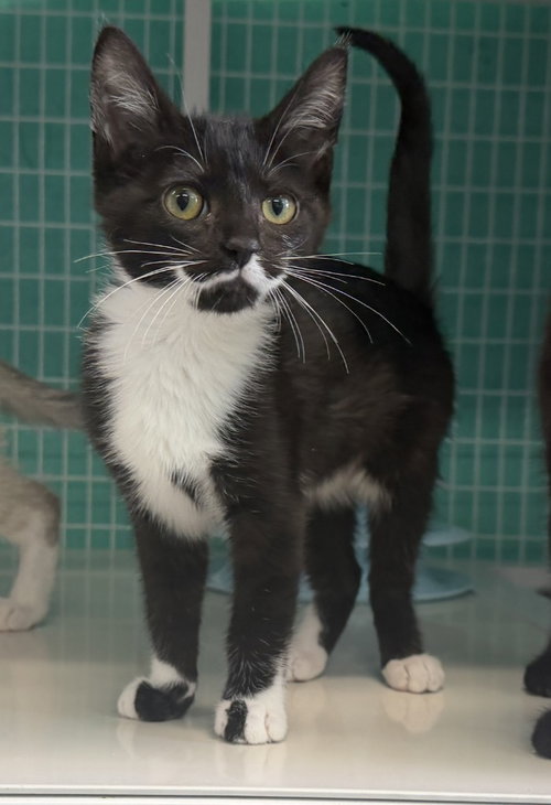 26-09 Iona, Baby Domestic Short Hair / Mixed, cat for adoption in Gresham, Oregon