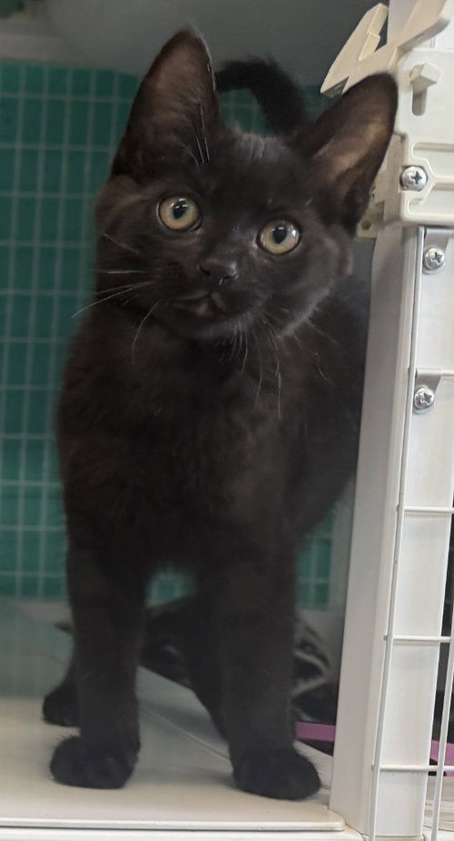 26-17 Quagmire, Baby Domestic Medium Hair / Mixed, cat for adoption in Gresham, Oregon