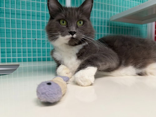 Pearl 26-19, an adoptable Domestic Medium Hair in St Helens, OR