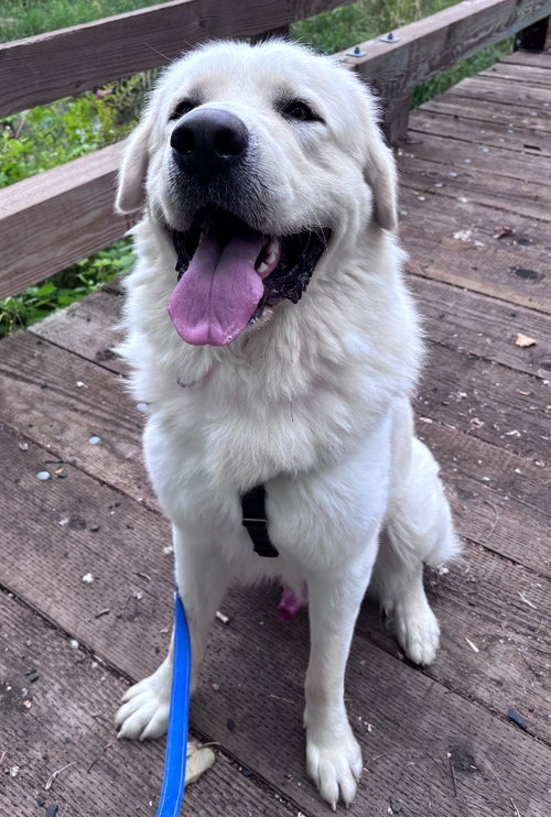 Steve, an adoptable Great Pyrenees in St Helens, OR