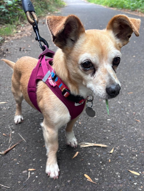 Timone, an adoptable Chihuahua in St Helens, OR