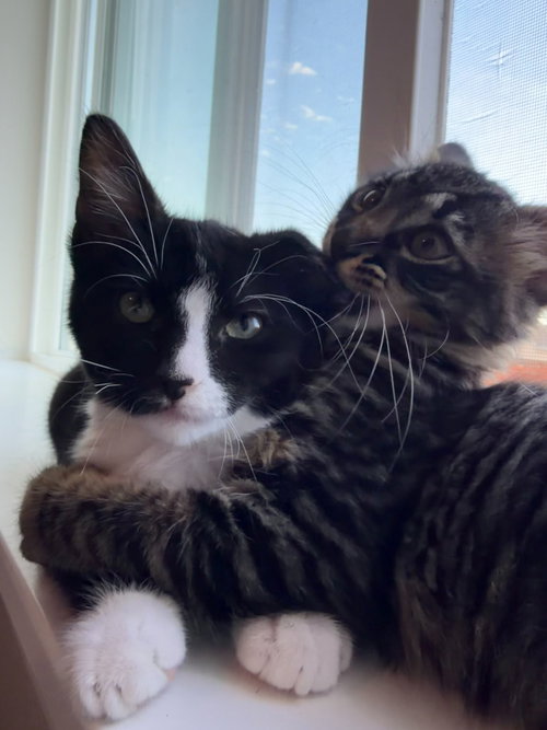 26-13 Monet, an adoptable Domestic Short Hair in St Helens, OR