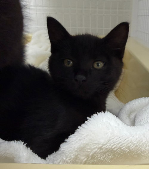 26-22 Valerie-, an adoptable Domestic Short Hair in St Helens, OR