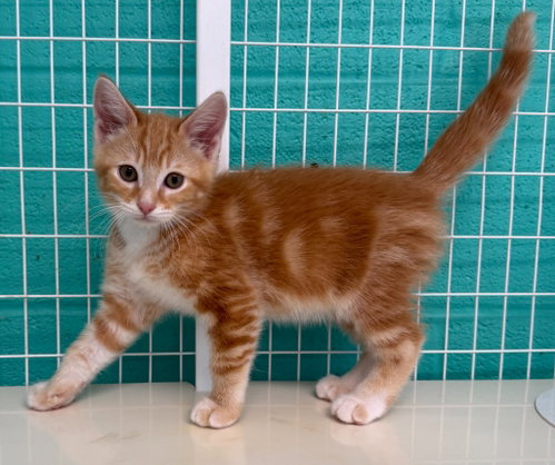 26-23 Leonard, an adoptable Domestic Short Hair in St Helens, OR