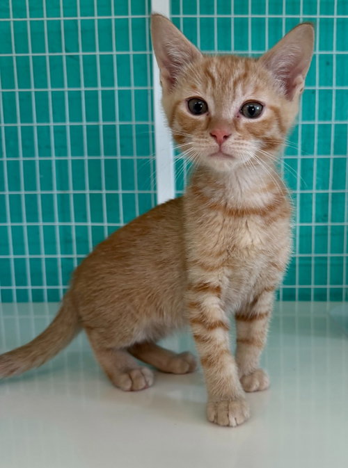 26-23 Sheldon, an adoptable Domestic Short Hair in St Helens, OR