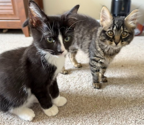 Jessie, an adoptable Domestic Long Hair in St Helens, OR