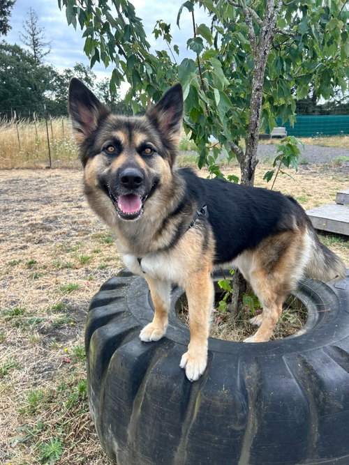 Luna, a dog for adoption from Columbia Humane Society