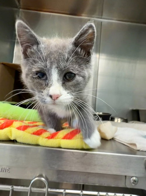 26-24 Whitaker, an adoptable Domestic Short Hair in St Helens, OR