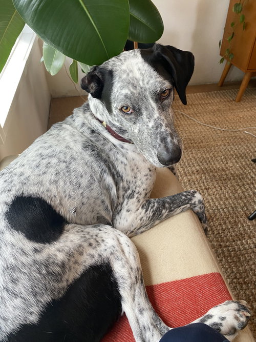Kahlo, a dog for adoption from Columbia Humane Society