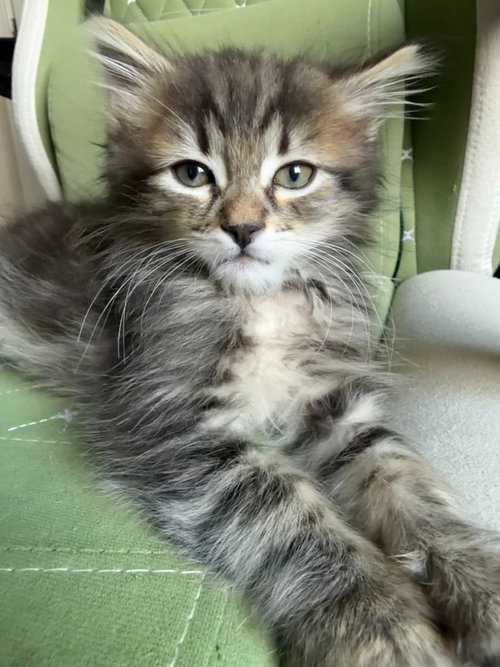 26-16 Parker, an adoptable Domestic Long Hair in St Helens, OR