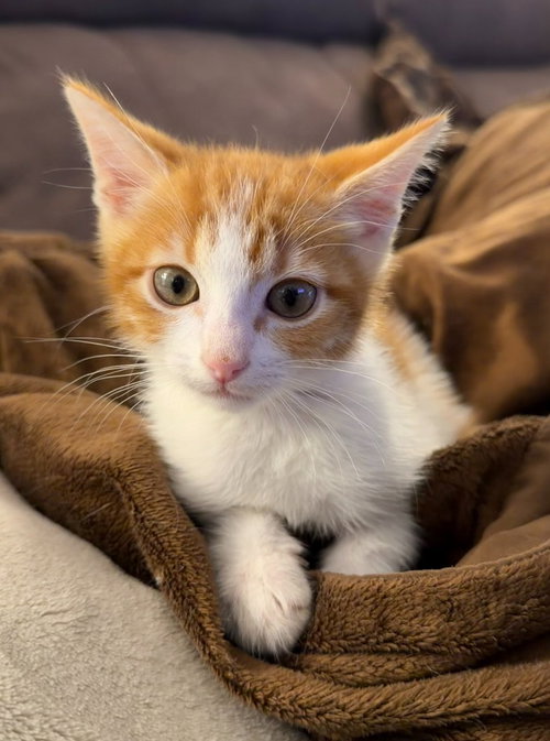 26-16 Peter, an adoptable Domestic Short Hair in St Helens, OR