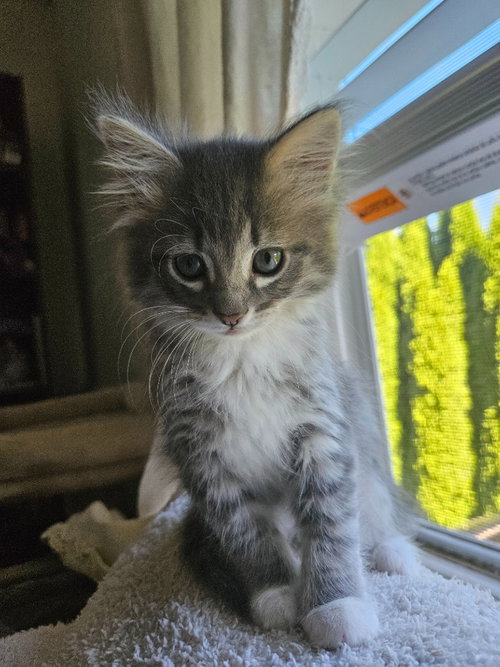 26-19 Blanche, an adoptable Domestic Long Hair in St Helens, OR