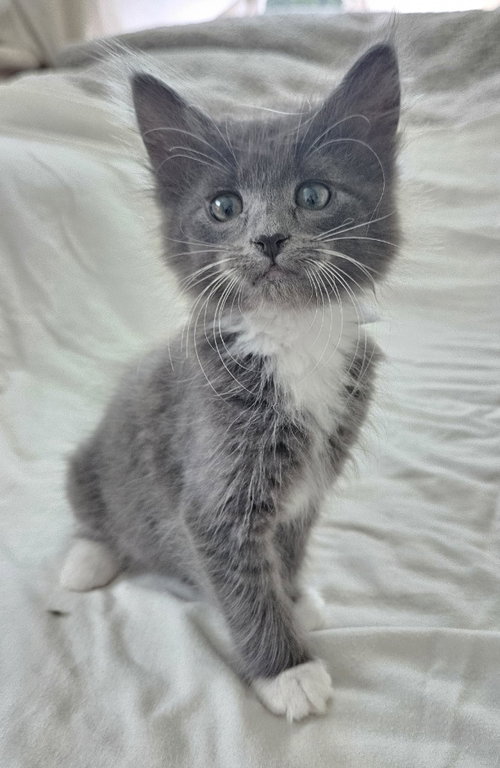 26-19 Dorothy, an adoptable Domestic Long Hair in St Helens, OR