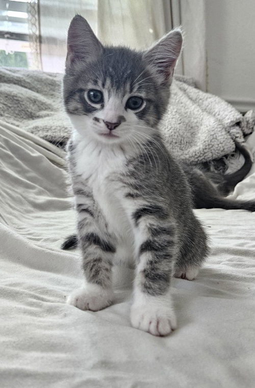 26-19 Rose, an adoptable Domestic Long Hair in St Helens, OR