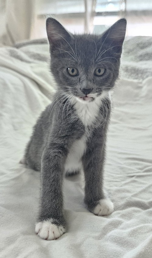 26-19 Sophia, an adoptable Domestic Short Hair in St Helens, OR