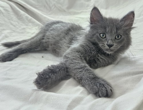 26-19 Stan, an adoptable Domestic Long Hair in St Helens, OR