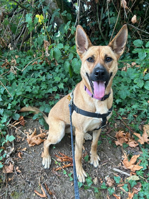 picture of the dog needing adoption