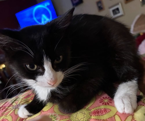 picture of the cat needing adoption