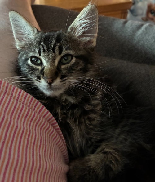 picture of the cat needing adoption