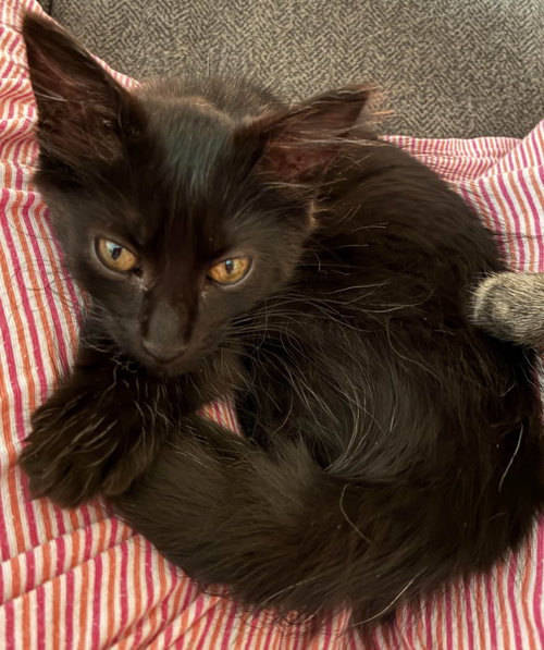 picture of the cat needing adoption