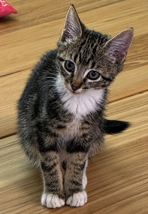 picture of the cat needing adoption