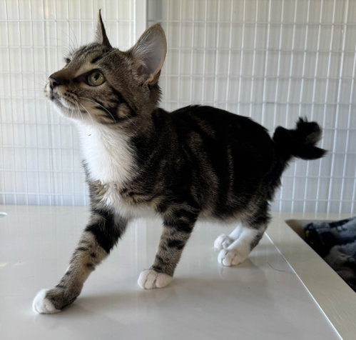 26-28 Barry, Domestic Short Hair / Mixed