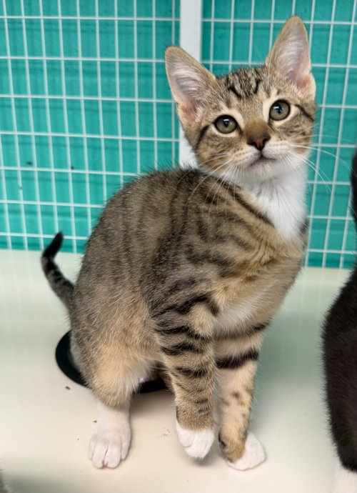 picture of the cat needing adoption