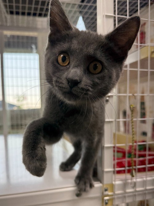 picture of the cat needing adoption