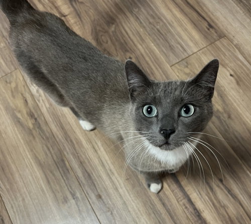picture of the cat needing adoption