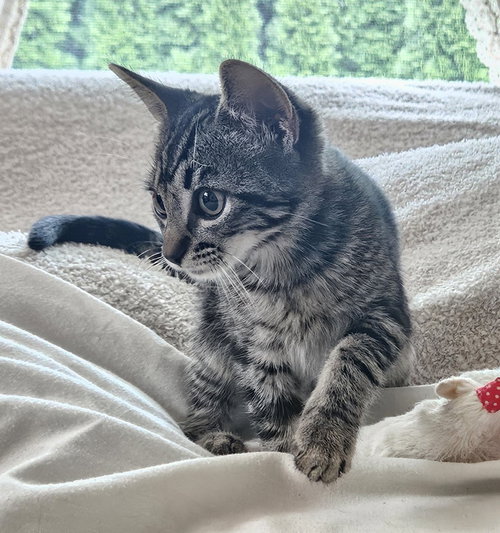 picture of the cat needing adoption