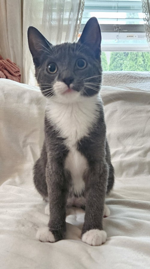 picture of the cat needing adoption