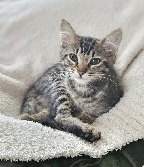 picture of the cat needing adoption