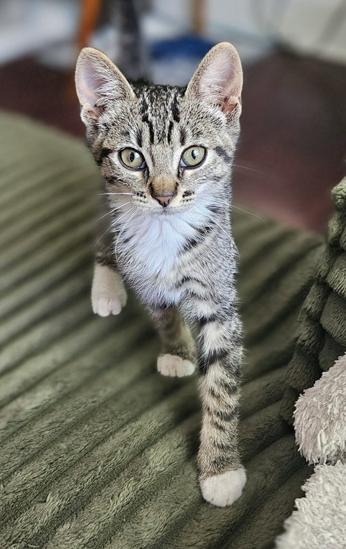 picture of the cat needing adoption
