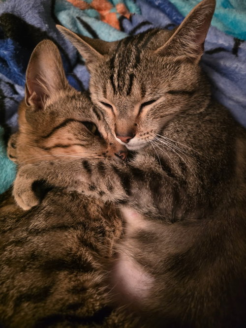 picture of the cat needing adoption