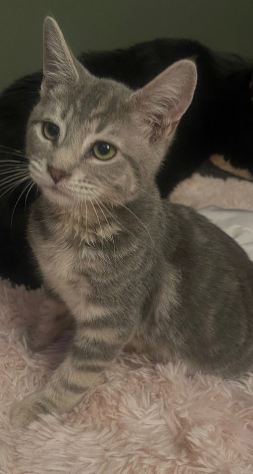 26-32 Tank, a cat for adoption from Columbia Humane Society