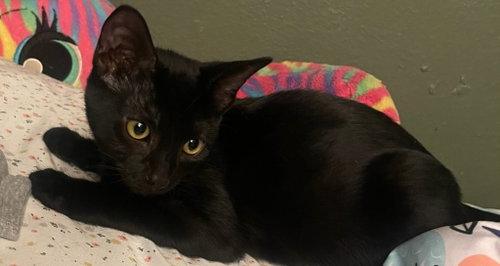26-32 Timmy, a cat for adoption from Columbia Humane Society