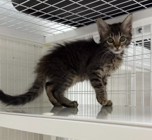 26-31 Ivy, a cat for adoption from Columbia Humane Society