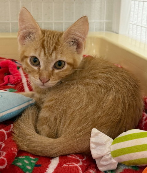 26-36 Mario, a cat for adoption from Columbia Humane Society