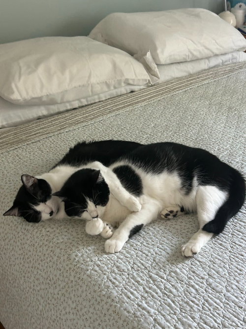 Hamish, a cat for adoption from Columbia Humane Society