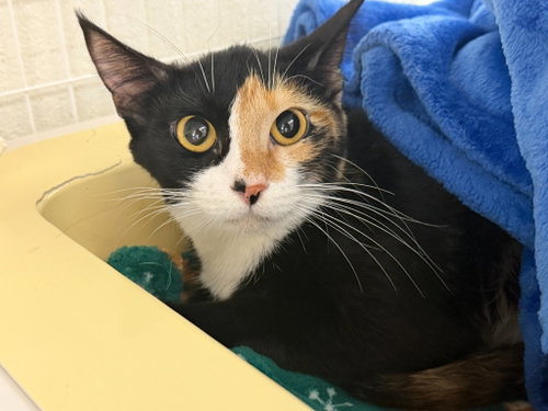 Princess Peach 26-36, a cat for adoption from Columbia Humane Society