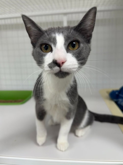 Sebastian, a cat for adoption from Columbia Humane Society