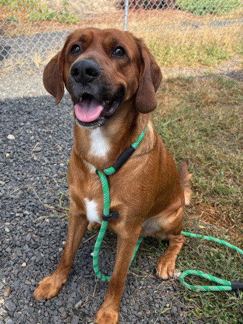 Tucker, a dog for adoption from Columbia Humane Society