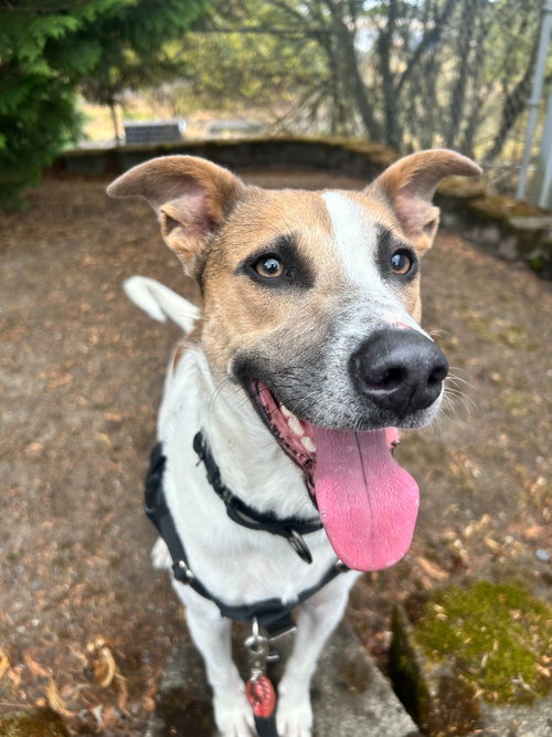 Piper, a dog for adoption from Columbia Humane Society
