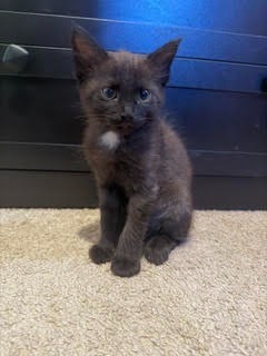 26-27 Comet, a cat for adoption from Columbia Humane Society