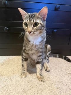 Selene 26-27, a cat for adoption from Columbia Humane Society