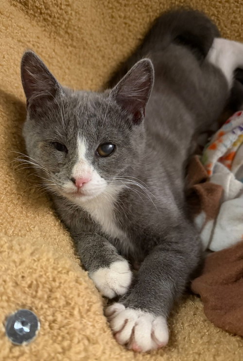 26-24 Whitaker, a cat for adoption from Columbia Humane Society