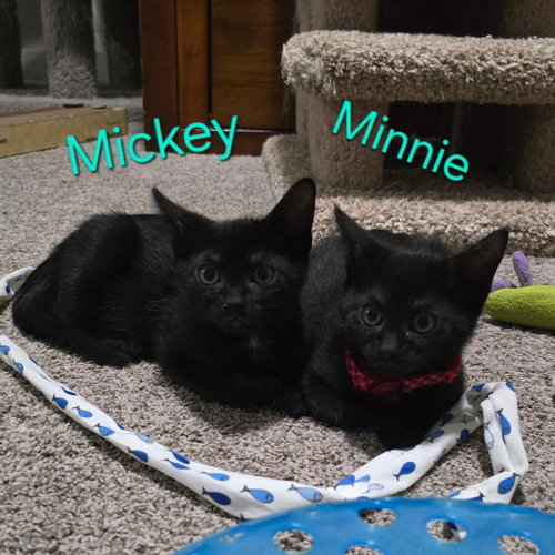 Mickey, a cat for adoption from Columbia Humane Society