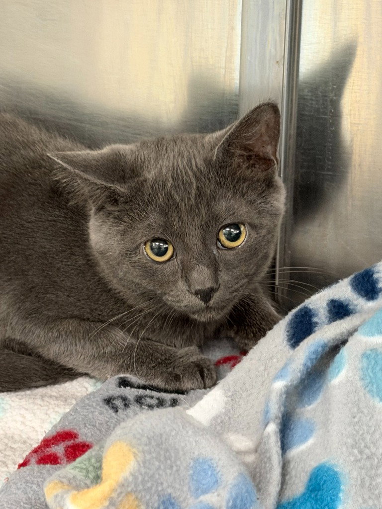 26-24 Cameron, Domestic Short Hair